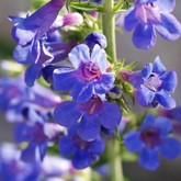 Grand Mesa Beardtongue